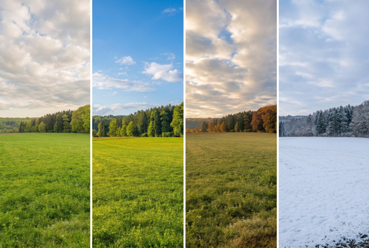 Collage einer Wiese am Waldrand im Frühling, Sommer, Herbst und Winter.