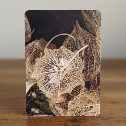 Karte 3 – Physalis Skelettblätter